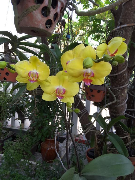 Golden Time Homestay Hội An Ngoại thất bức ảnh