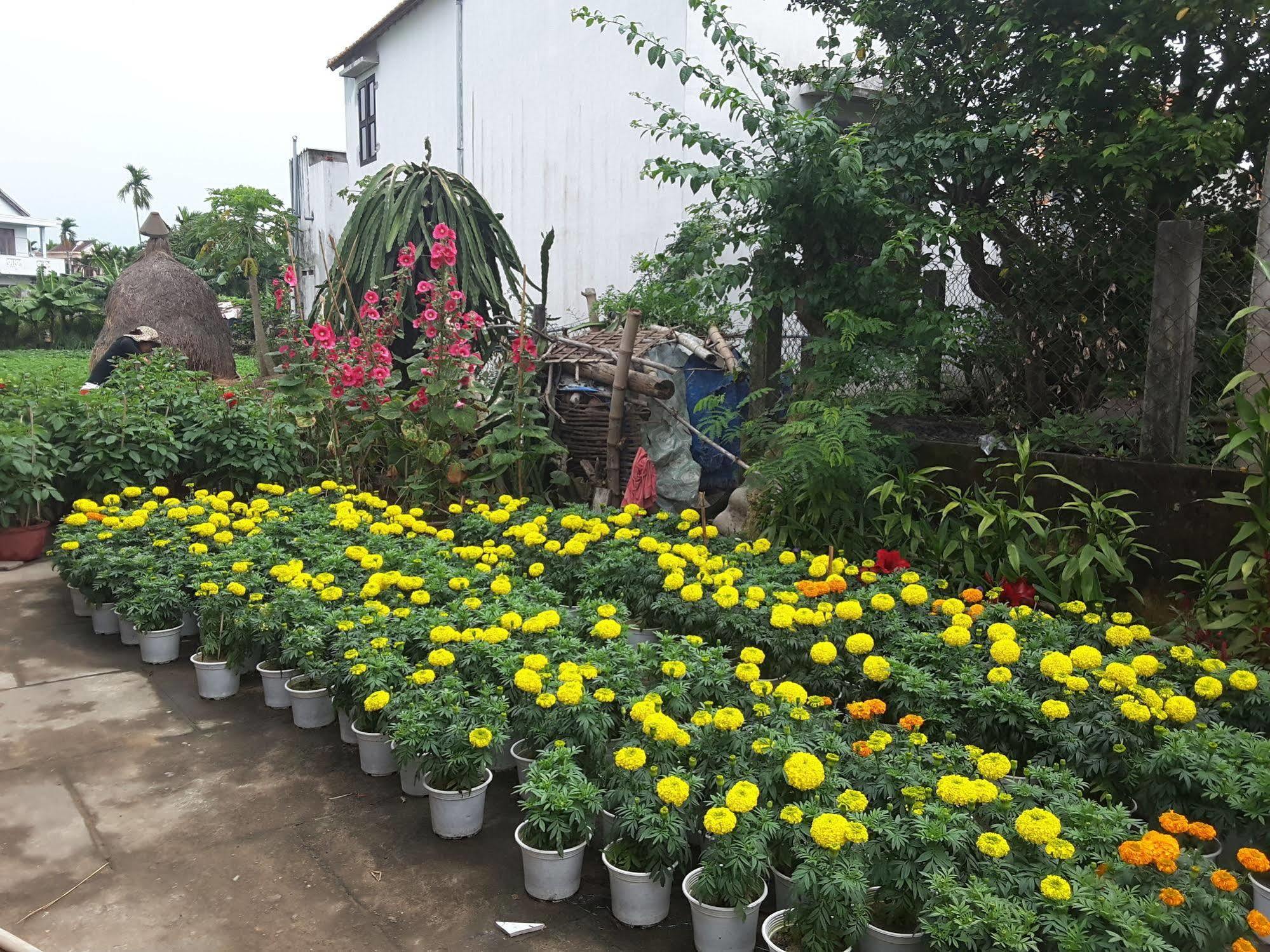 Golden Time Homestay Hội An Ngoại thất bức ảnh